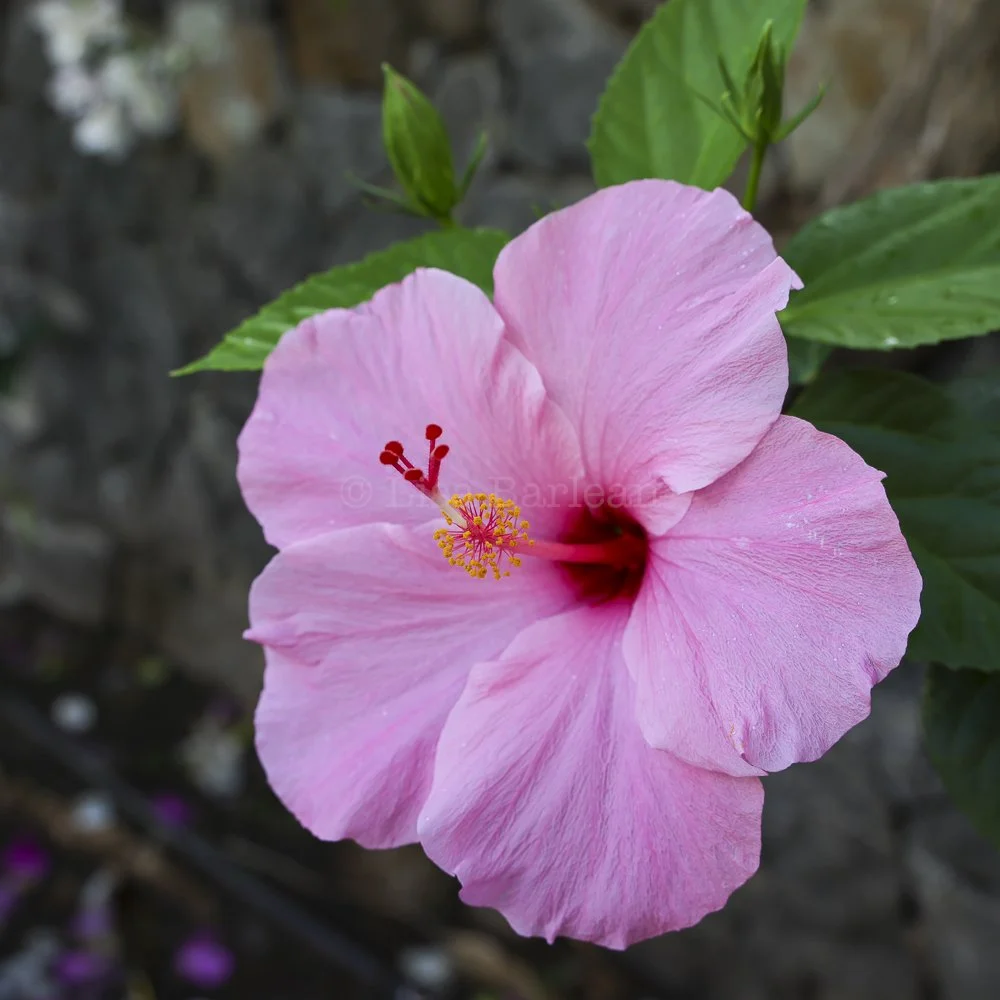 Hawaii — The Photography of Lisa Barlean